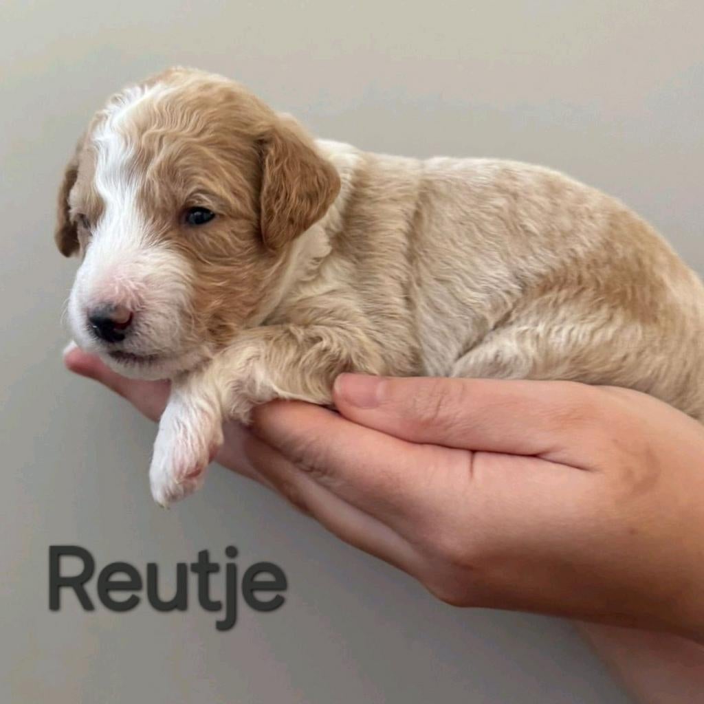 Prachtige medium  labradoodle pups uit geteste ouders, Dieren en Toebehoren, Overige rassen, 8 tot 15 weken, Meerdere dieren, Eén hond