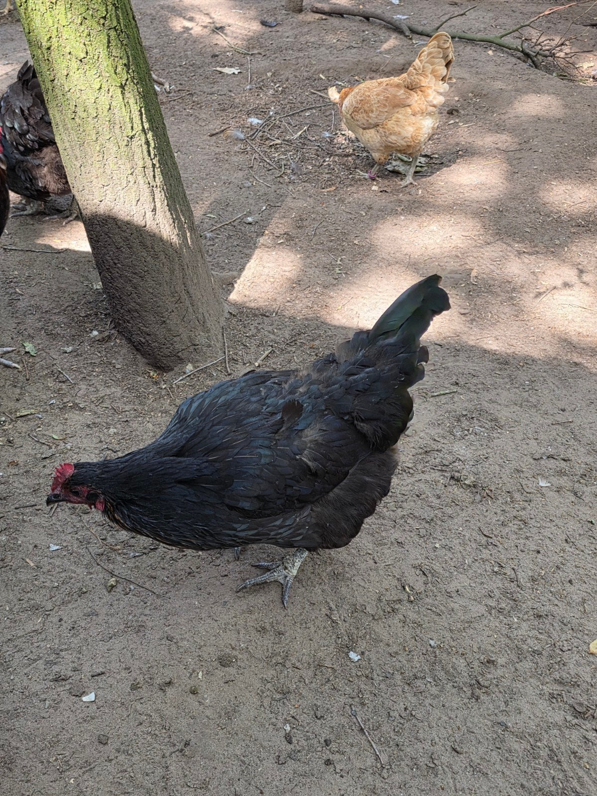 Marans kip, Vrouwelijk, Kip