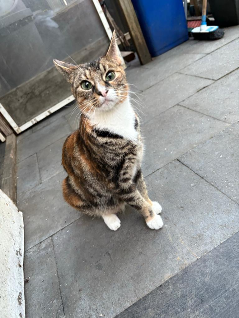 Kat te koop, Dieren en Toebehoren, Katten en Kittens | Overige Katten, Poes