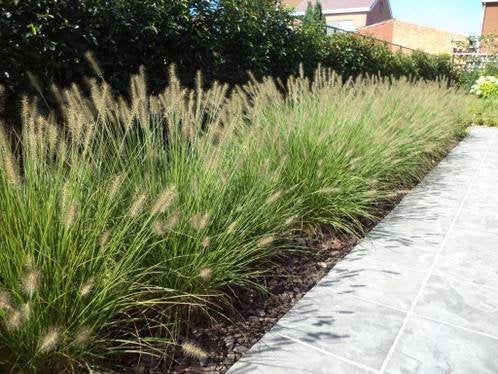 Pennisetum alopecuroides 'Hameln', Ophalen, Volle zon, Vaste plant, Siergrassen