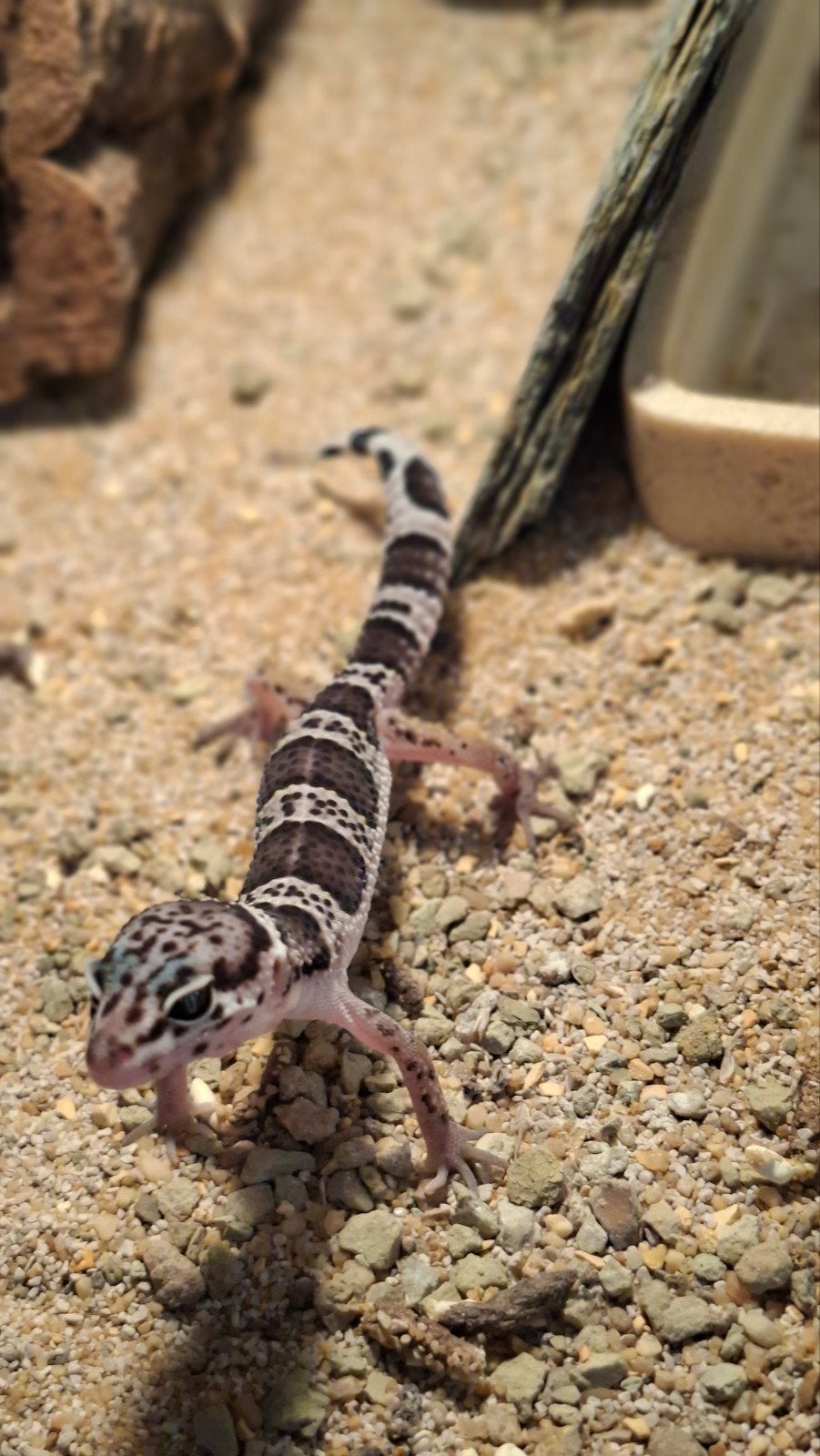 jonge luipaardgekko  mack snow, Dieren en Toebehoren, Hagedis, 0 tot 2 jaar