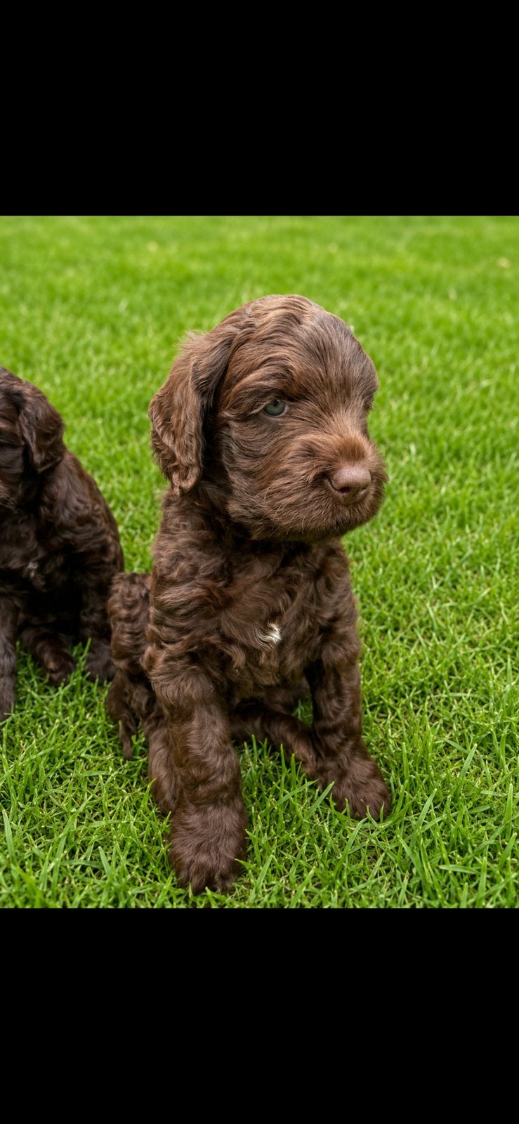 3 medium labradoodle reutjes met Australian bloed, Parvo, 8 tot 15 weken, Meerdere, Nederland
