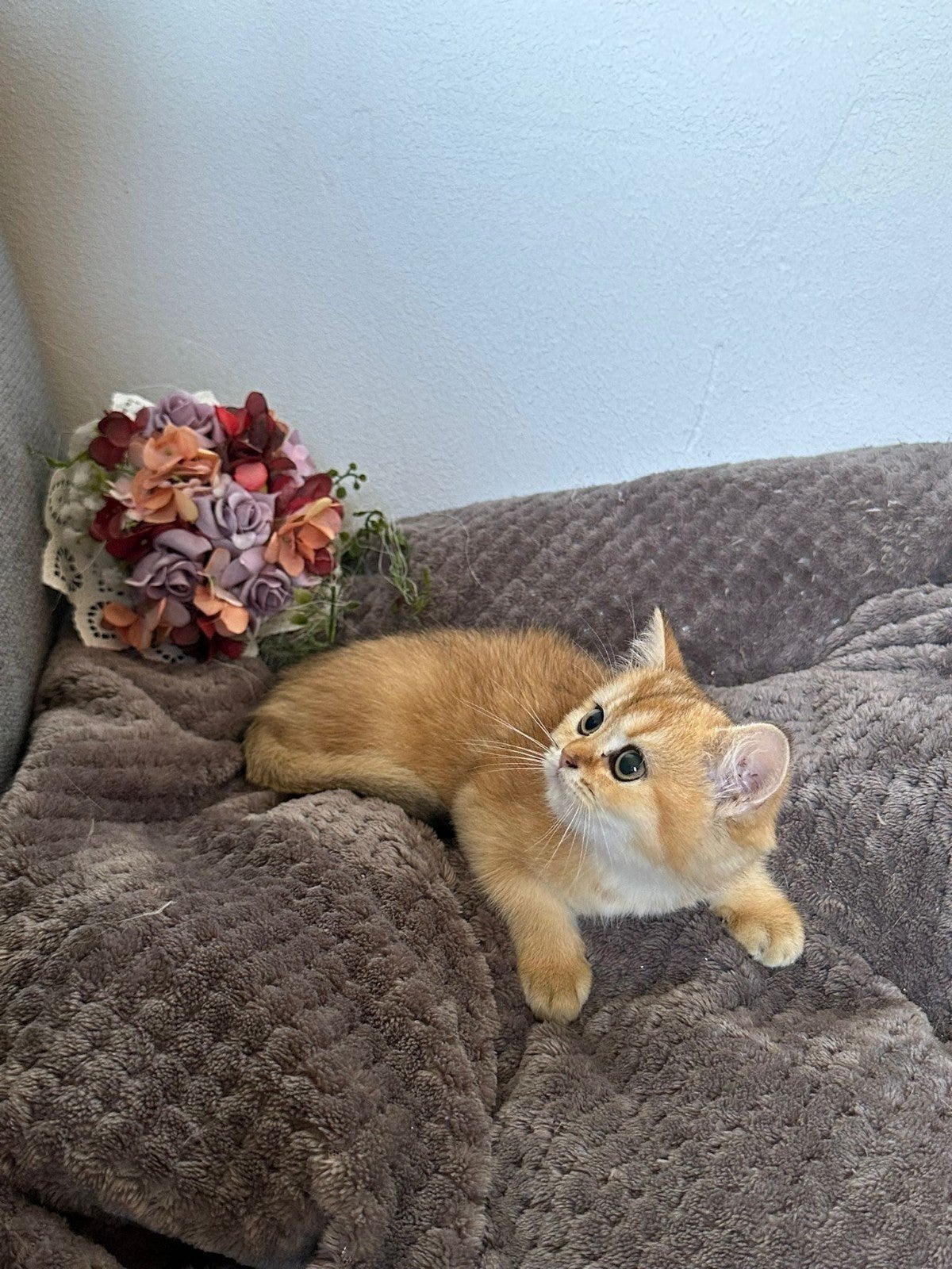 Brits/Britse korthaar kittens jongen en meisje met stamboom, Meerdere dieren, Met stamboom