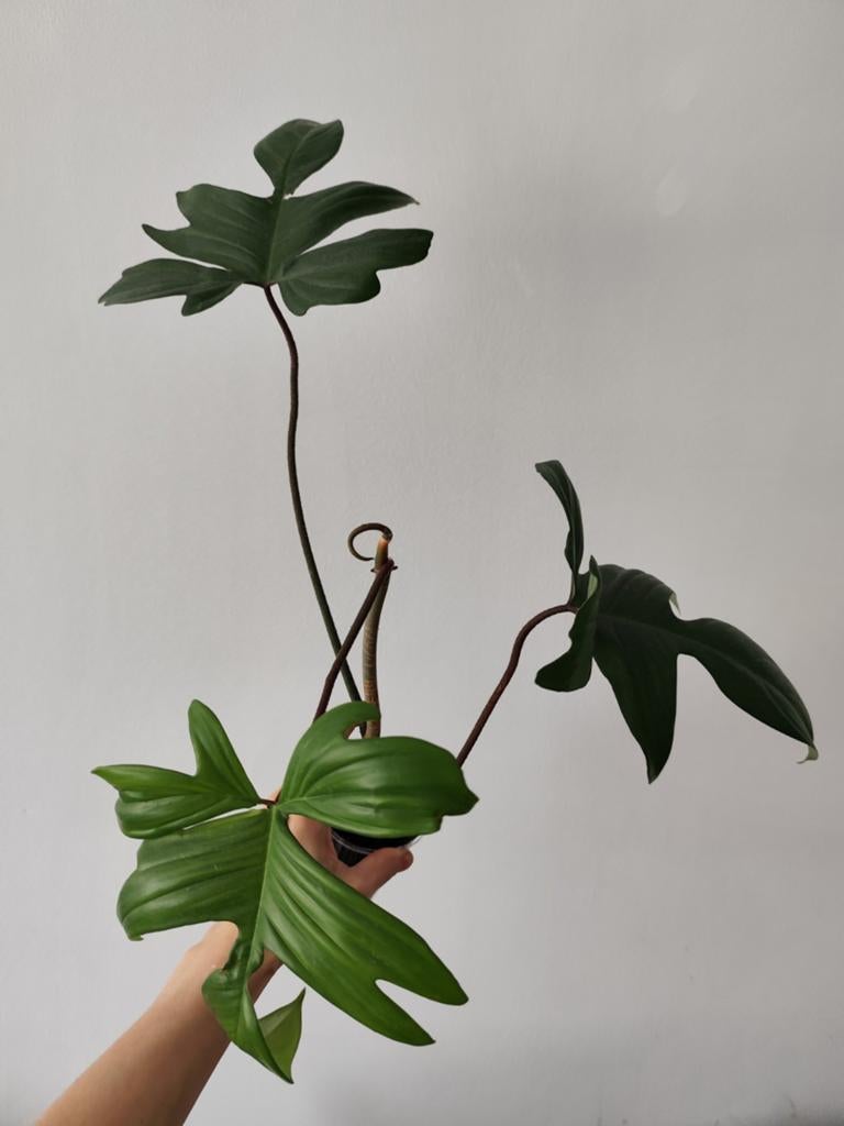Philodendron Florida Green - Jonge plant, Huis en Inrichting, Ophalen, Overige soorten, Halfschaduw, In pot