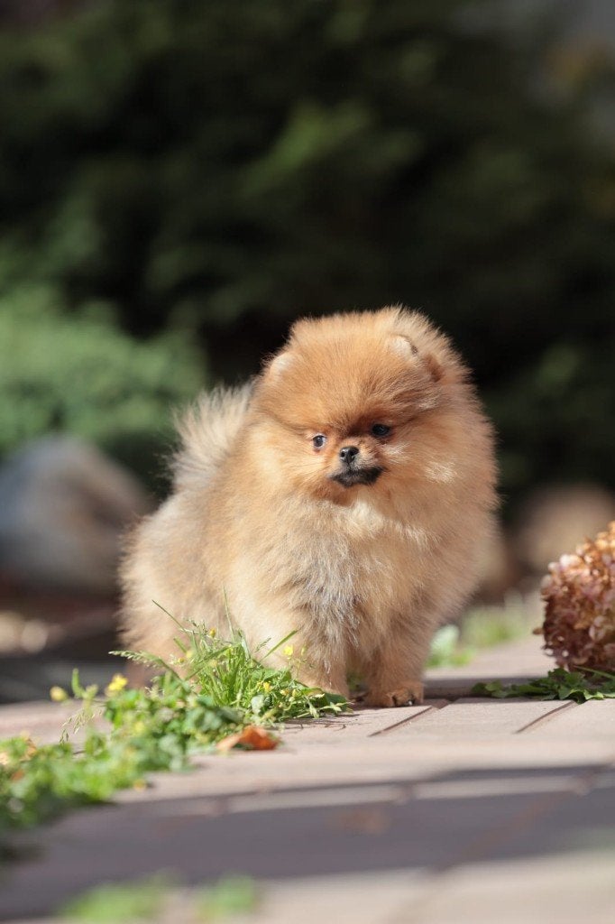 Pomeriaan pup teefje Orange Sable – klein Bear type, Dieren en Toebehoren, Keeshond, 8 tot 15 weken, Buitenland, Teef