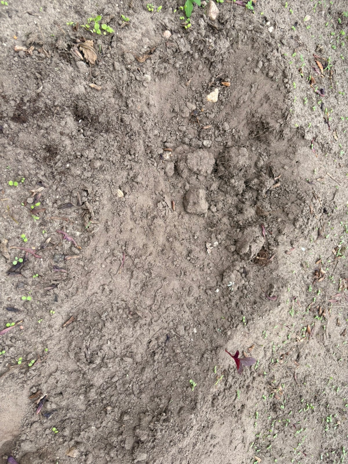 Tuin aarde / grond, ongeveer 6 kuub, Ophalen, Tuinaarde