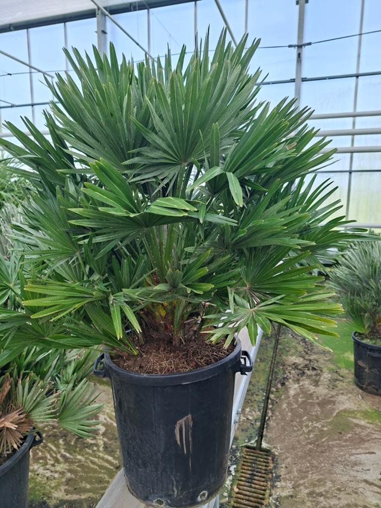 Chamaerops "Vulcano" pot 40 - Winterhard-15, 100 tot 250 cm, Zomer, Palmboom, Ophalen