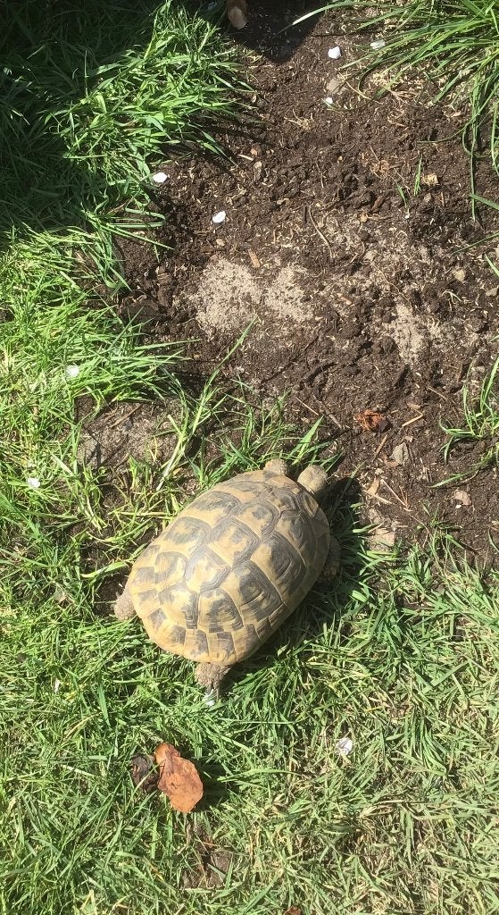 Griekse landschildpad THB vrouw 2005, Dieren en Toebehoren, Schildpad, Tam, 11 jaar of ouder