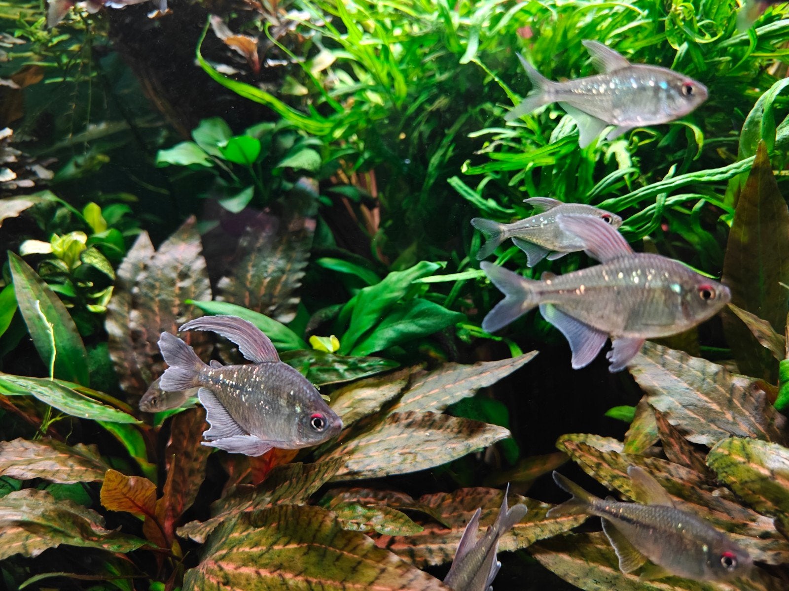 10x jong en jong volwassen Diamant zalm, Dieren en Toebehoren, Vissen | Aquariumvissen, Vis, Zoetwatervis, Schoolvis