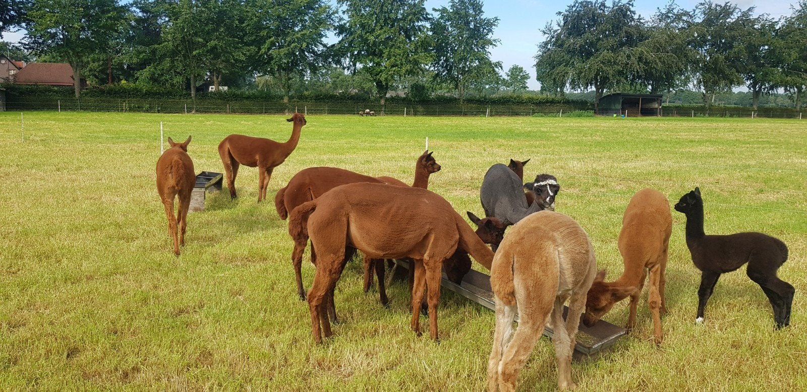 Alpaca's te koop, Juni, Meerdere dieren