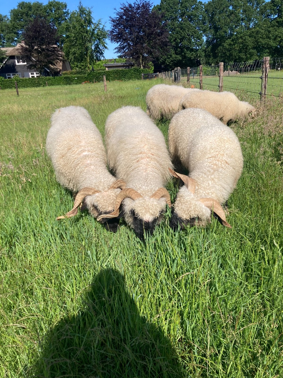 Walliser Schwarznase ooien, Vrouwelijk, Schaap, 3 tot 5 jaar