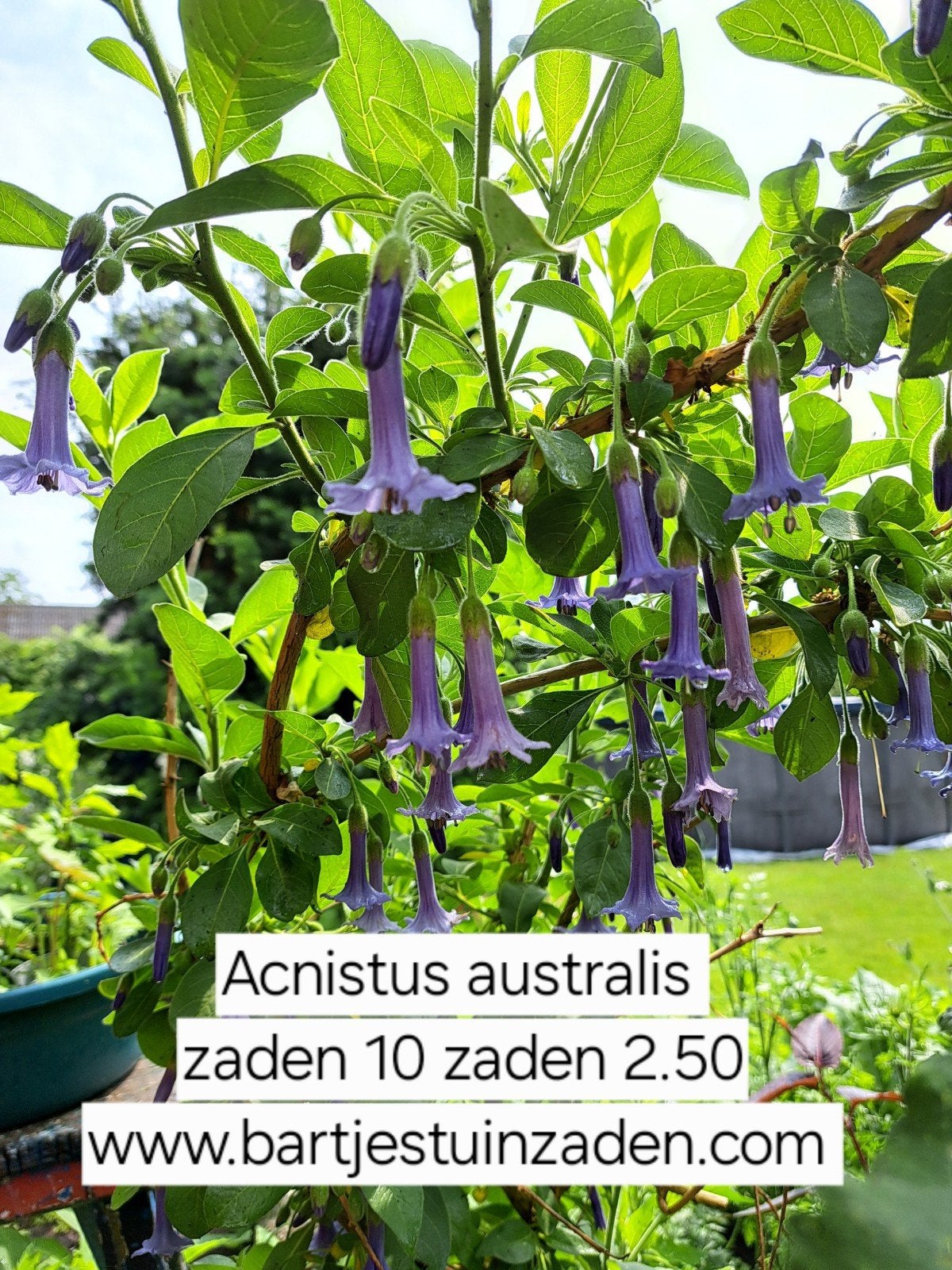 zaden Acnistus australis, Verzenden, Volle zon