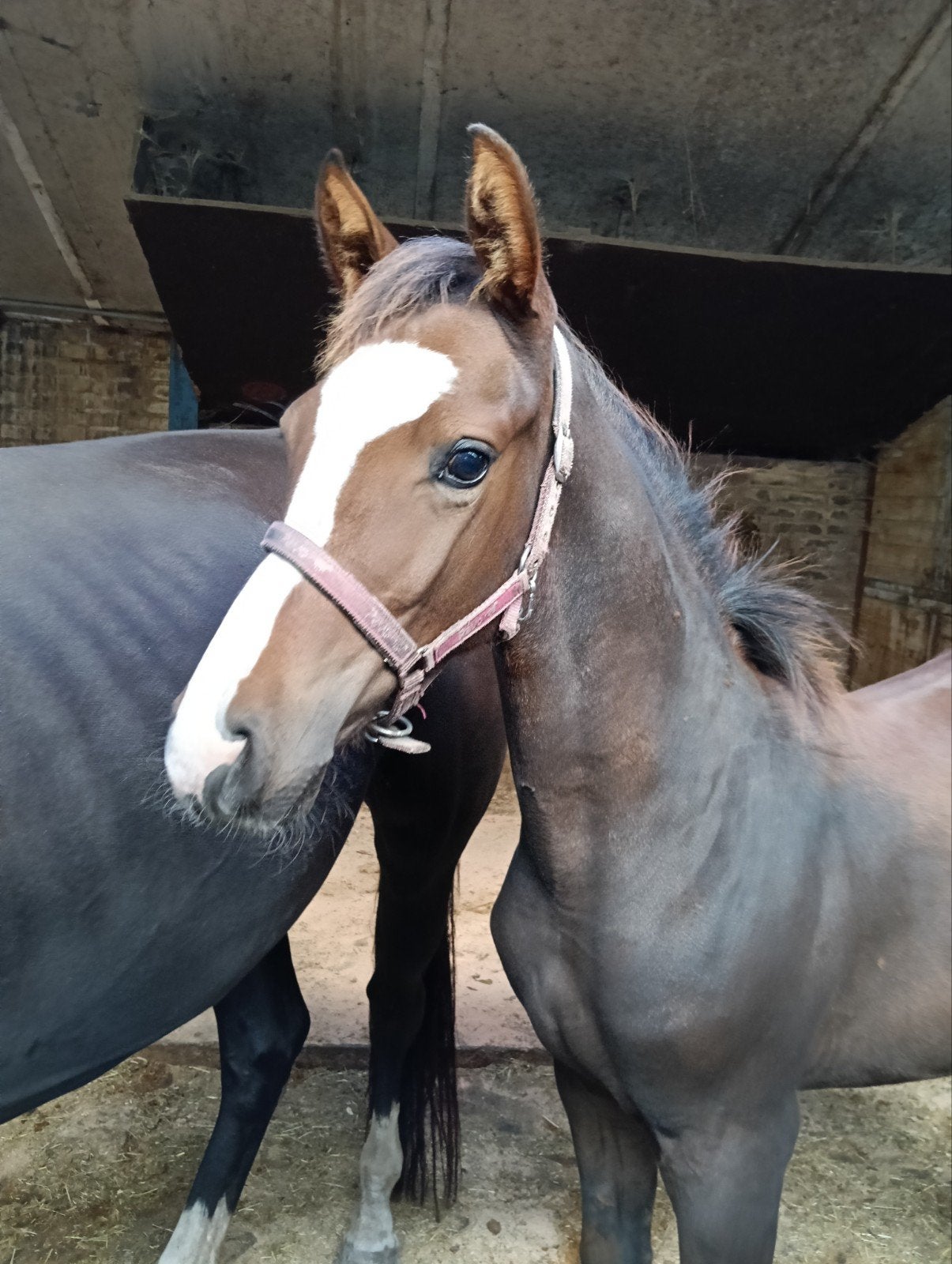 correct hengst veulen met een leuke/intressante afstamming., Hengst, 165 tot 170 cm, Springpaard, 0 tot 2 jaar