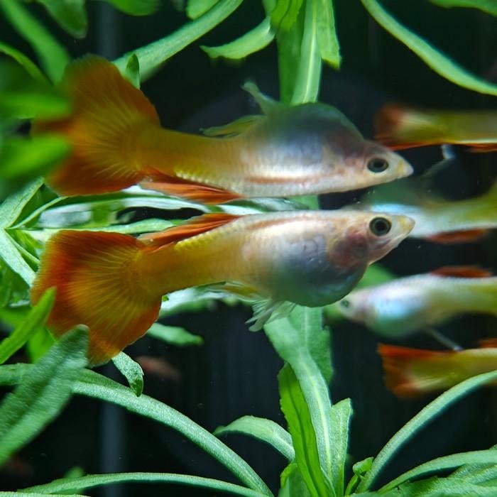 Lebistes reticulatus, Vis