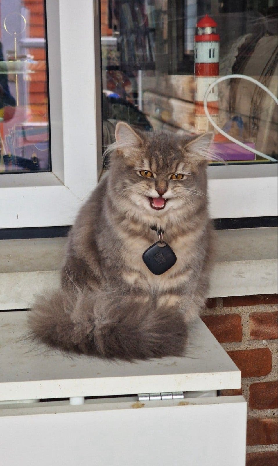 Britse Langhaar poes, Poes