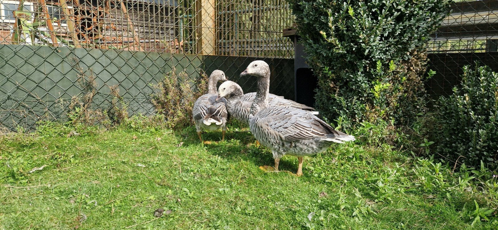 Keizerganzen, Meerdere dieren, Eend
