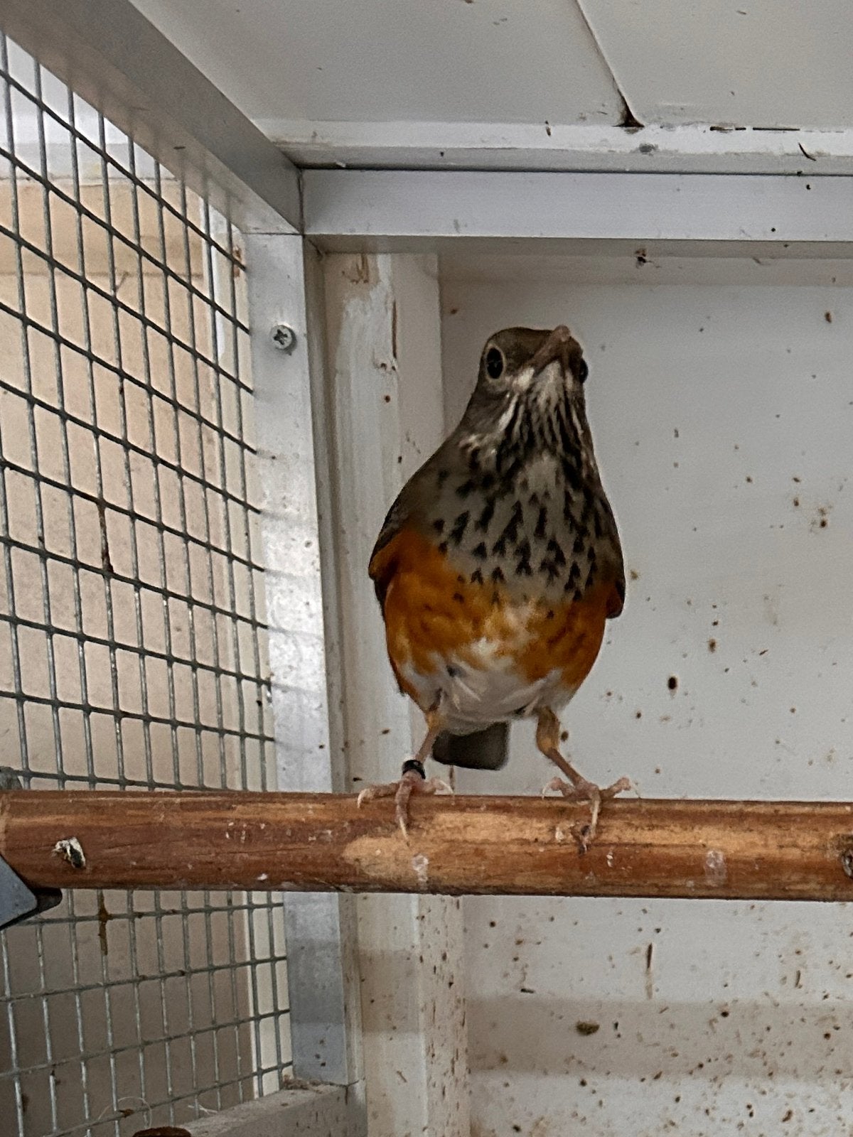 Lijsters Grijskap, Dieren en Toebehoren, Meerdere dieren, Geringd