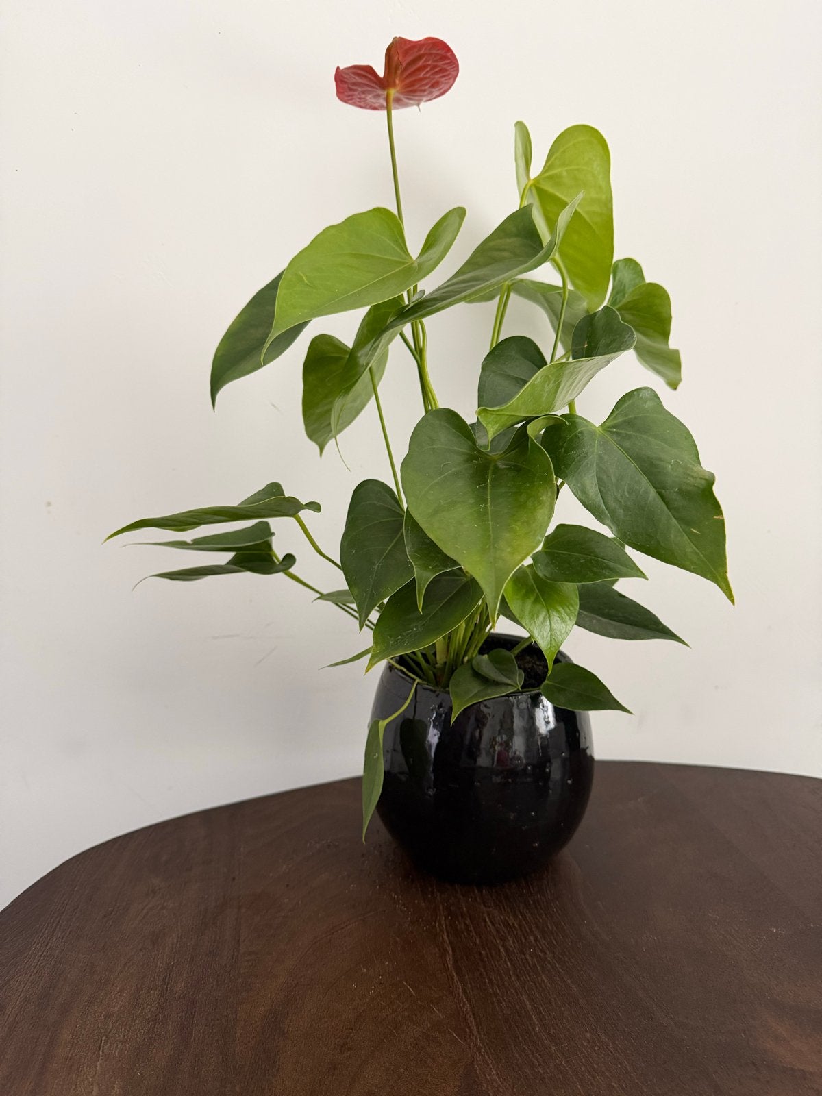 Anthurium plant in zwarte pot, Overige soorten, In pot, Minder dan 100 cm, Bloeiende kamerplant
