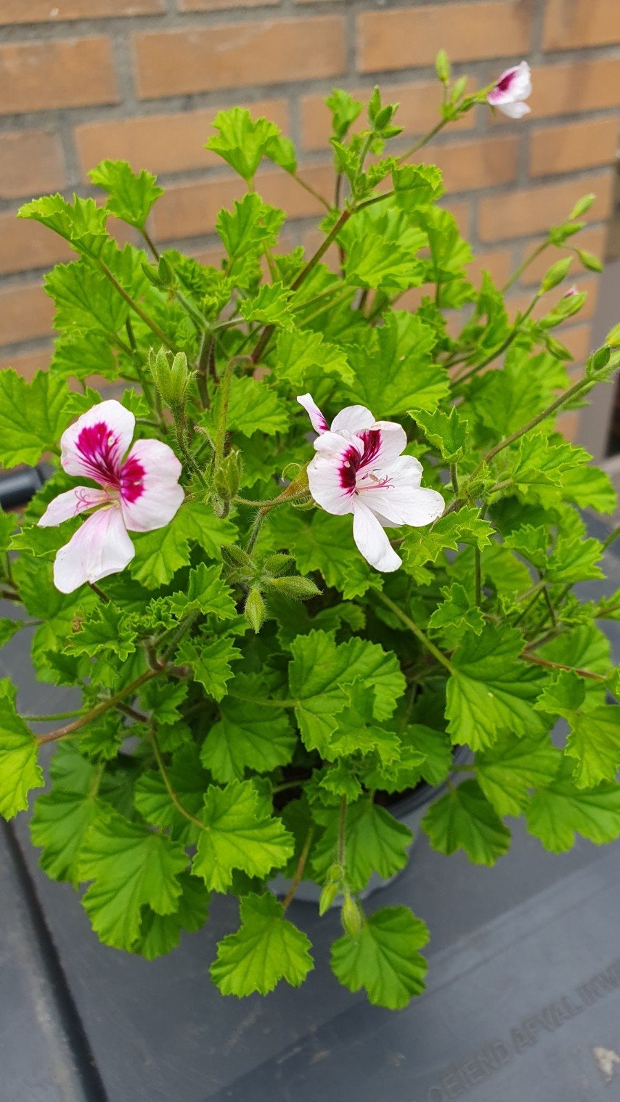 Citronella geur geranium, Ophalen, Volle zon