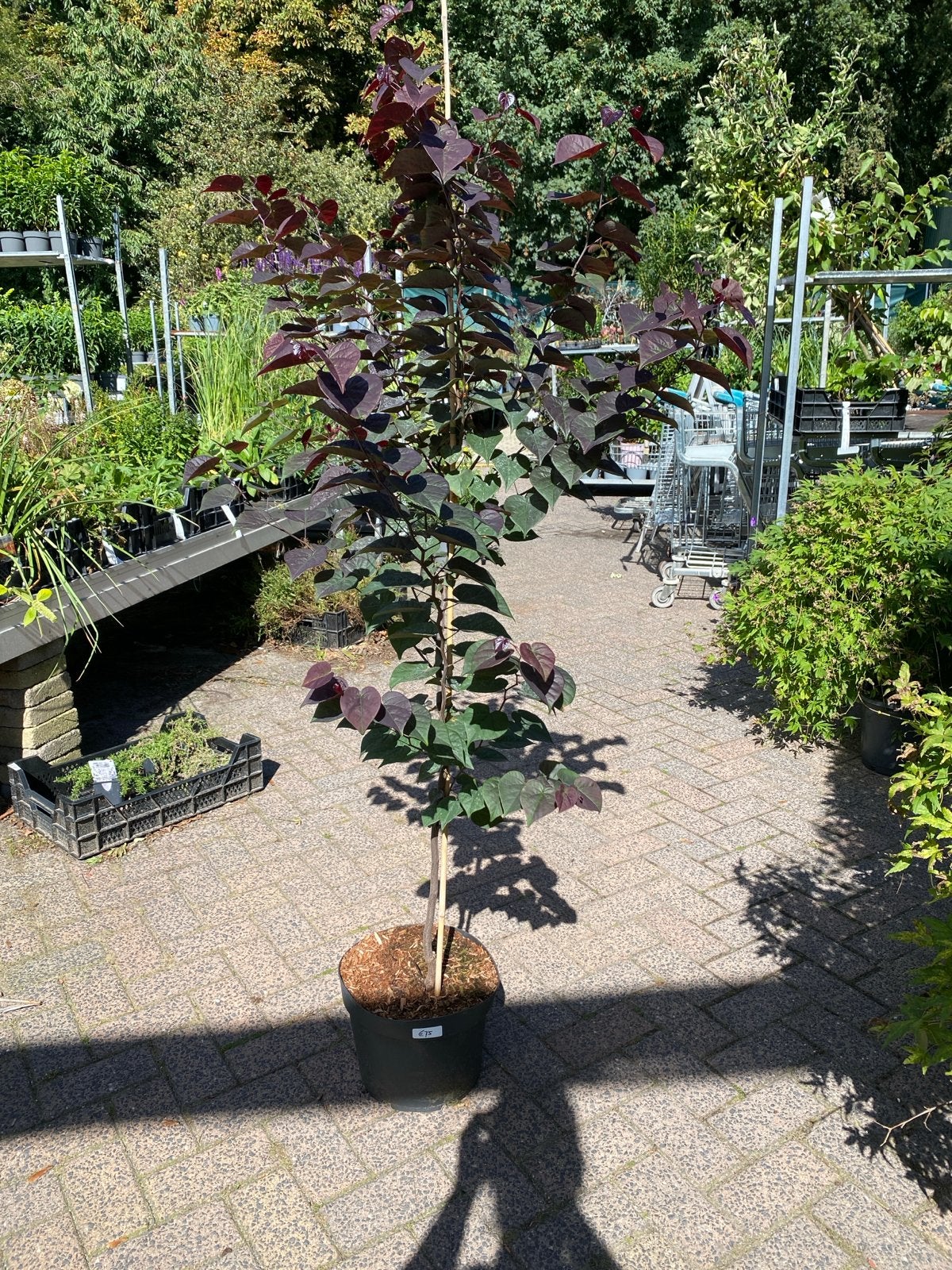 Cercis canadensis 'Garden Gem Amethyst' - Judasboom, Tuin en Terras, Overige soorten, Lente, 100 tot 250 cm, Ophalen