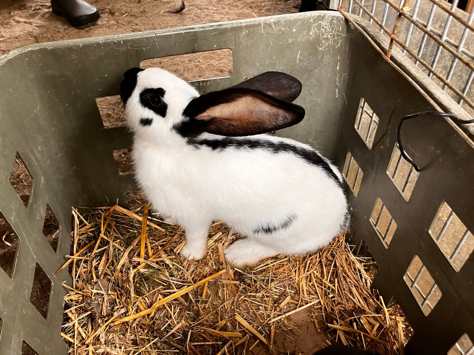 Lotharinger groot ( rammen ), Dieren en Toebehoren, Konijnen, Mannelijk, Groot