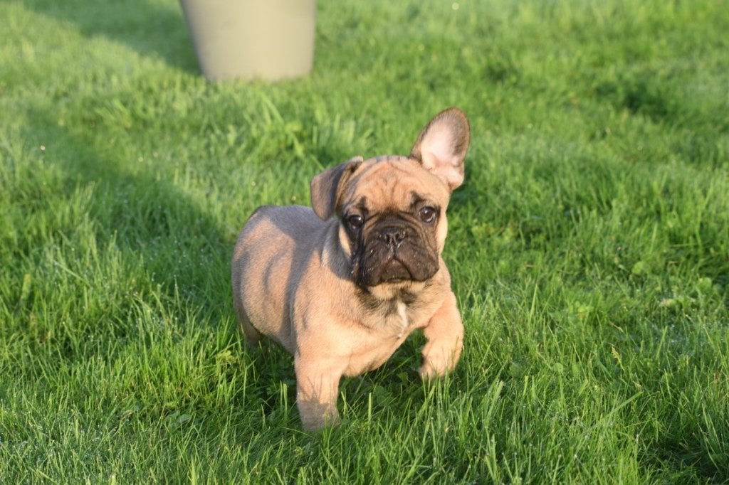 Franse bulldog pup, 15 weken tot 1 jaar, Reu, Buitenland, Bulldog