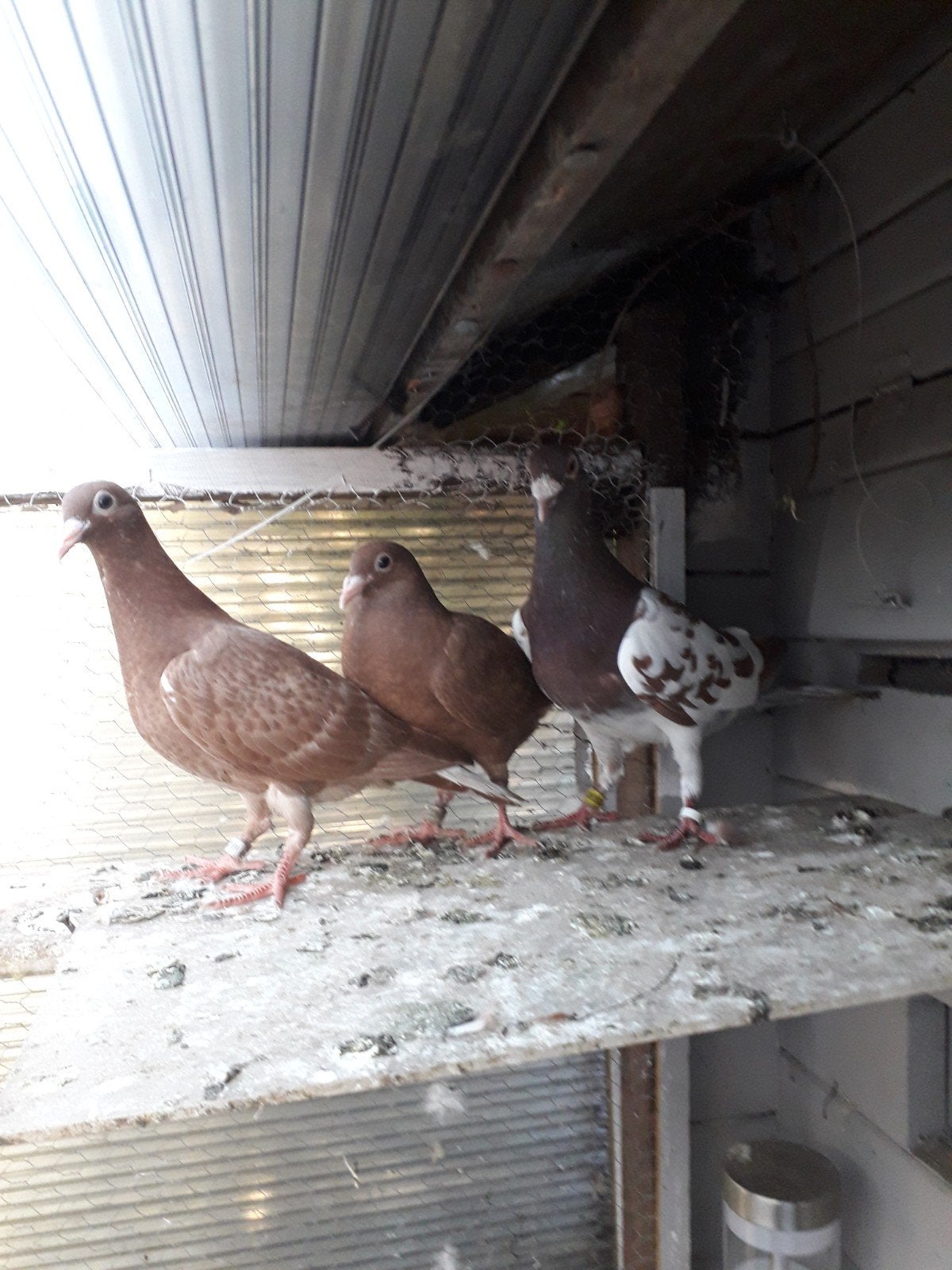 markplaats, Dieren en Toebehoren, Vogels | Duiven, Mannelijk