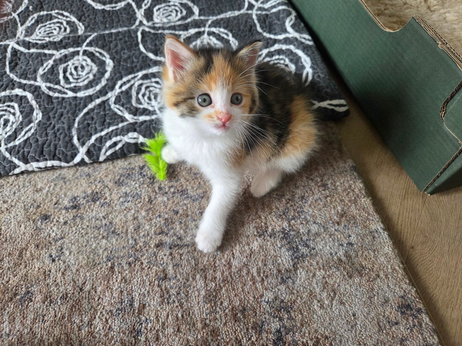 lief actief kitten meisje miepie 6.5 week oud veel kleurig, Poes, Kortharig, 0 tot 2 jaar