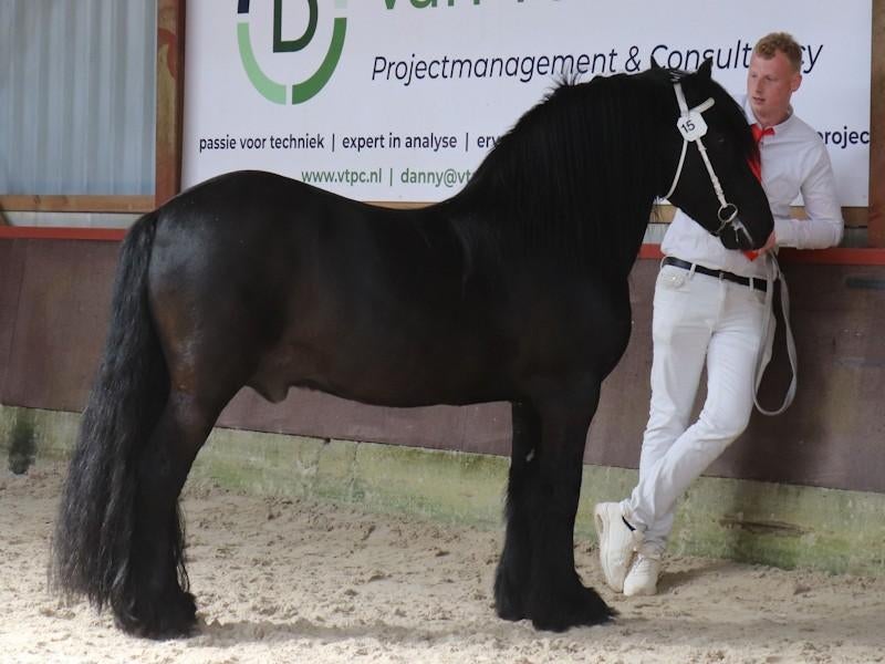 Verschillende super mooie Fell pony's te koop en ter dekking, M, 0 tot 2 jaar, Hengst, Gechipt