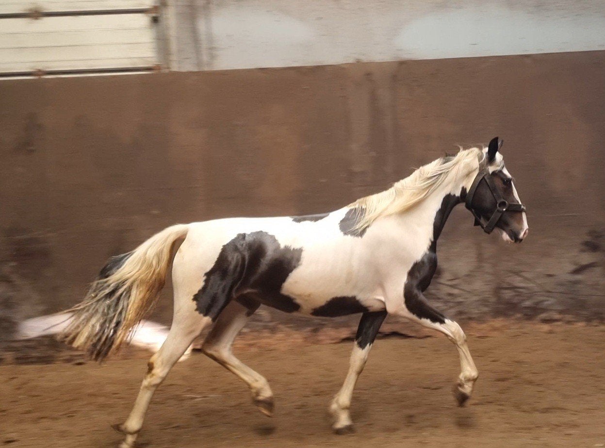 2jarige bonte Dpony, Merrie, Met stamboom, 0 tot 2 jaar, Recreatiepony