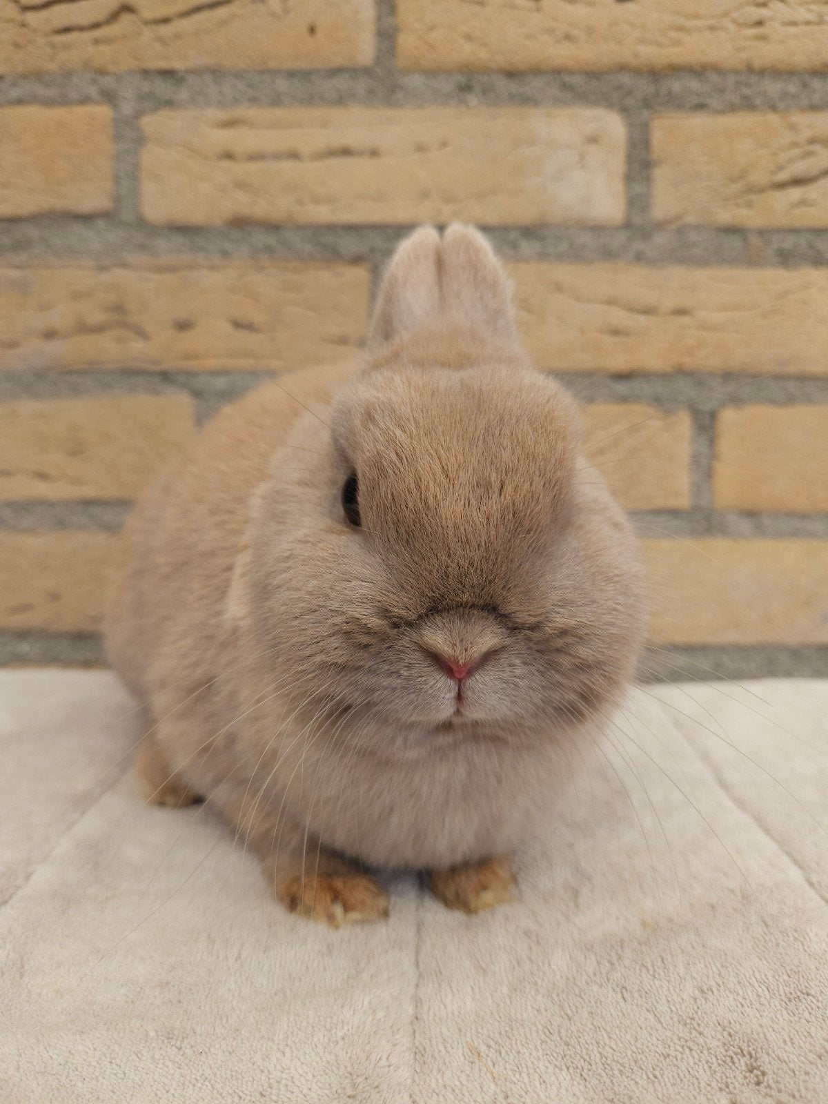 Kleurdwerg voedster voor knuffelhuisje, Dieren en Toebehoren, Konijnen, Vrouwelijk, Dwerg