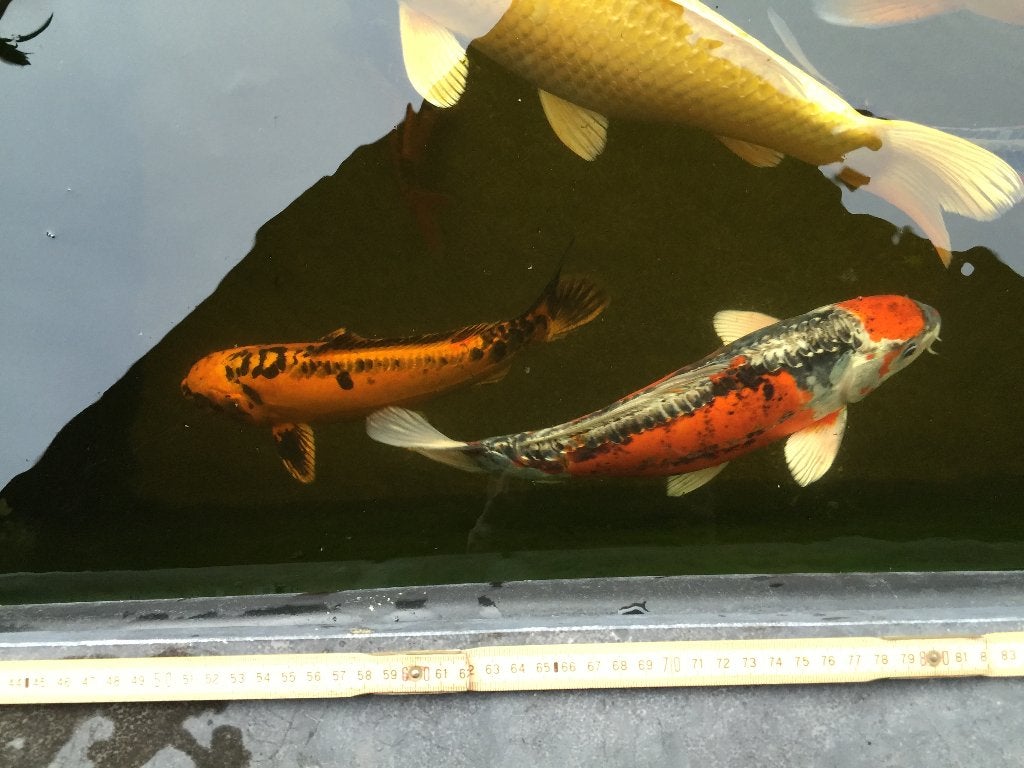 Koi vissen 9x, Vis, Zoetwatervis