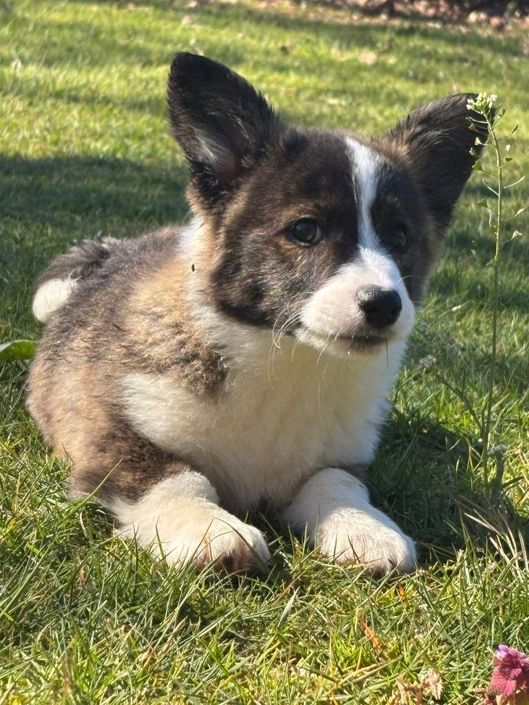 Te koop erg mooie Welsh Corgi pups, Dieren en Toebehoren, Honden | Herdershonden en Veedrijvers, Parvo, Nederland, 8 tot 15 weken