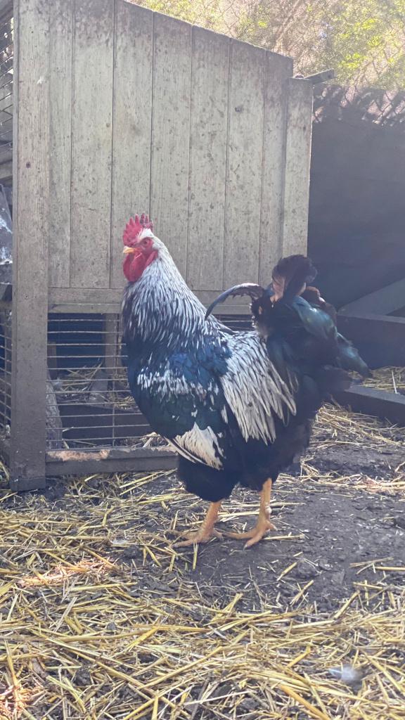 Dubbelgezoomde barnevelder haan, Dieren en Toebehoren, Mannelijk, Kip