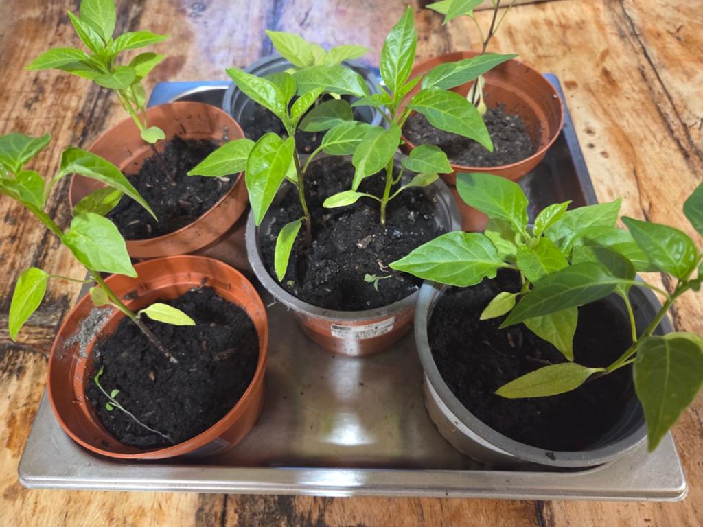 Jonge peperplanten - Diverse soorten, Tuin en Terras, Ophalen, Volle zon, Groenteplanten, Eenjarig