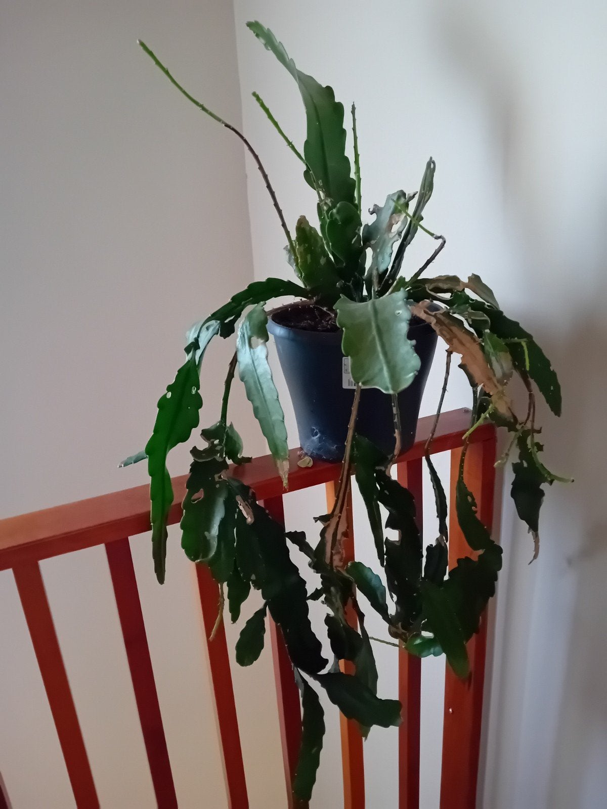 Epiphyllum Anguliger (Zaagcactus) - Unieke Kamerplant, Minder dan 100 cm, Groene kamerplant, Halfschaduw, Ophalen of Verzenden