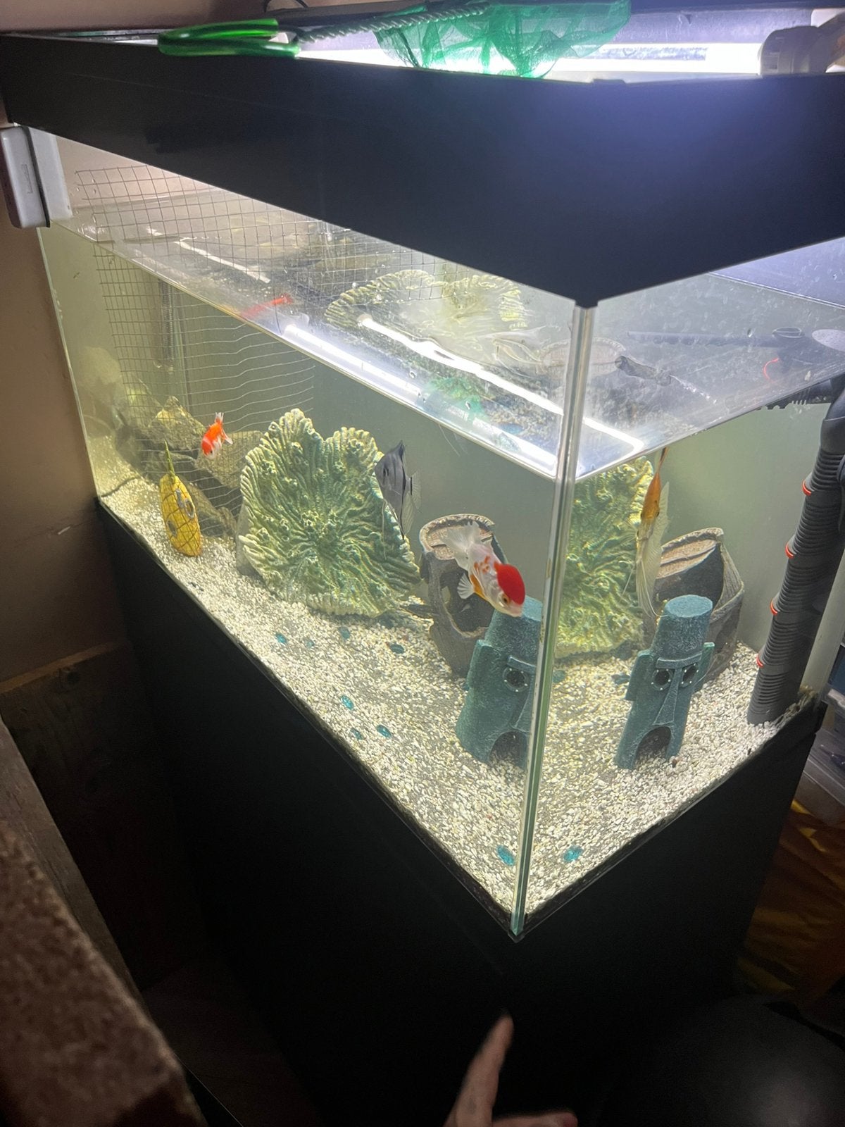 80 cm aquarium 140L nieuw!!!, Dieren en Toebehoren, Vissen | Aquaria en Toebehoren, Ophalen of Verzenden, Zo goed als nieuw, Gevuld zoetwateraquarium
