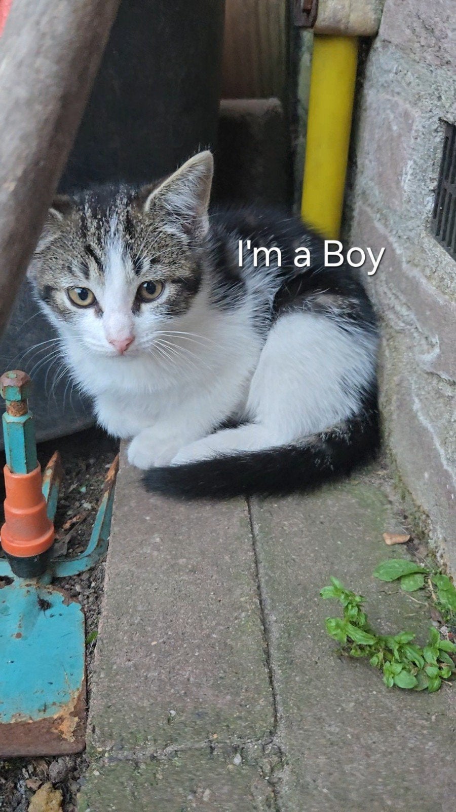 Lieve Kittens, Meerdere dieren