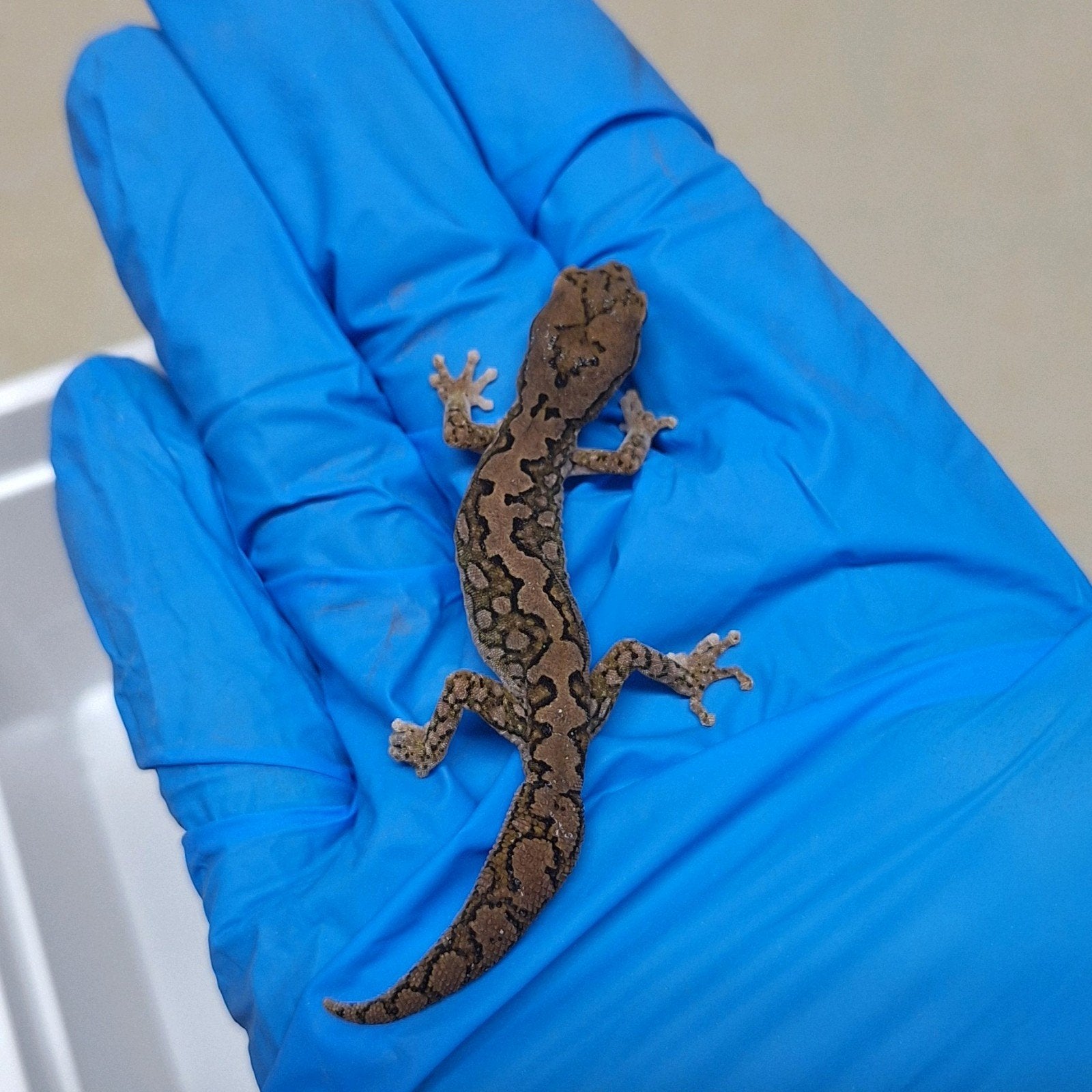 diplodactylus furcosus kweek koppel, Dieren en Toebehoren, Reptielen en Amfibieën, Hagedis, Tam, 0 tot 2 jaar