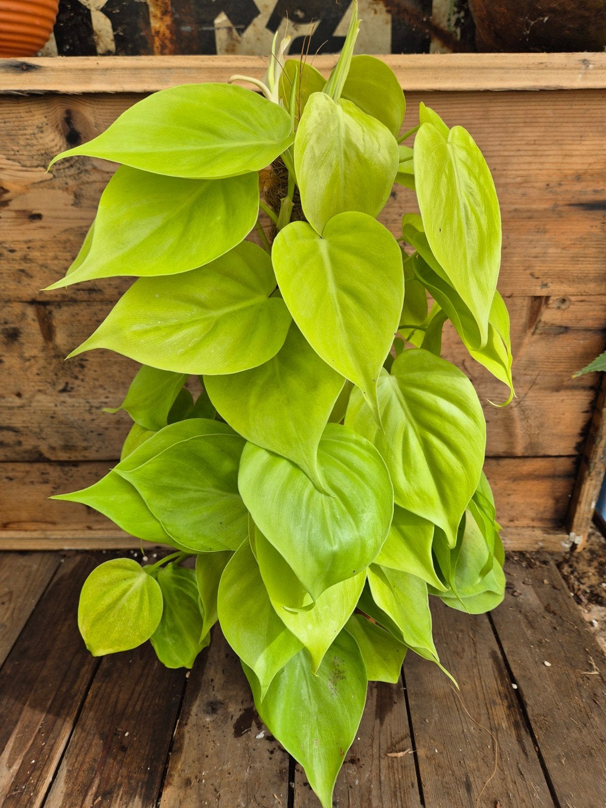 Philodendron Neon p15 (3), Huis en Inrichting, Kamerplanten, Ophalen of Verzenden, Halfschaduw, Minder dan 100 cm