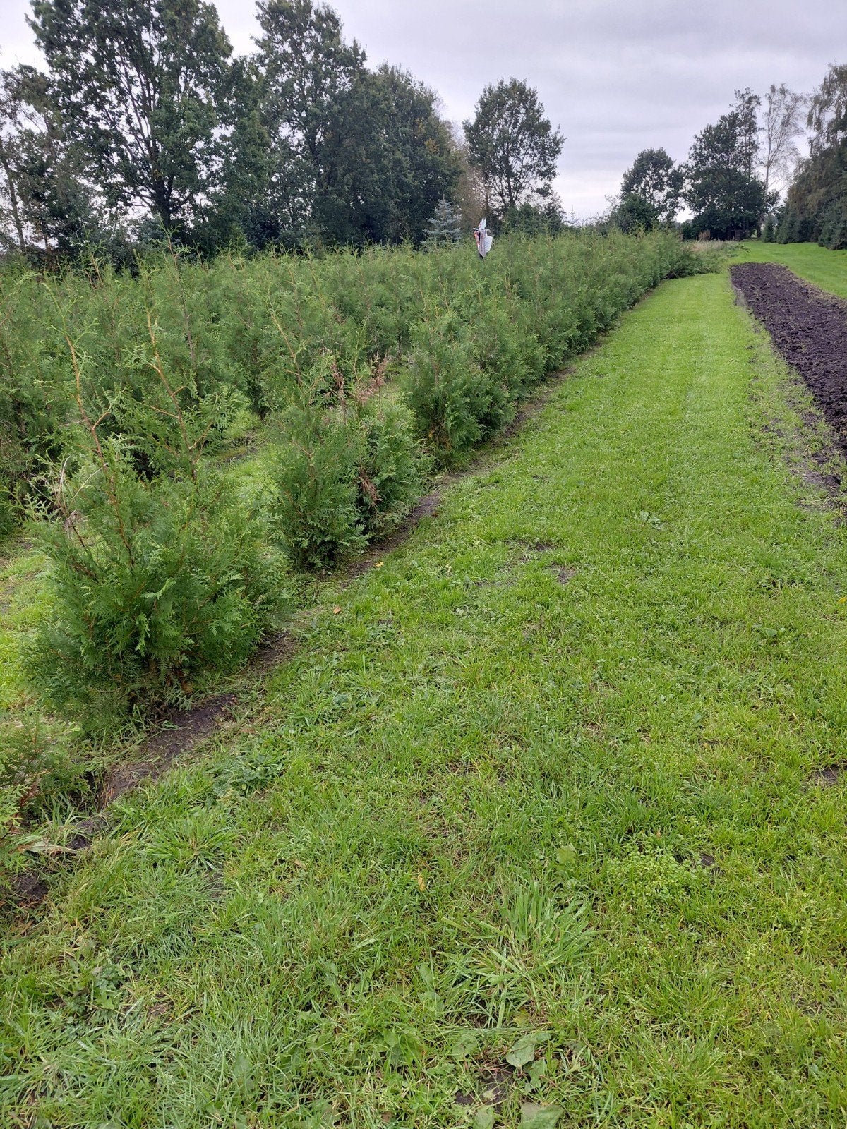 Thuja Brabant Coniferen - 160-180 cm hoog, Tuin en Terras, Ophalen of Verzenden
