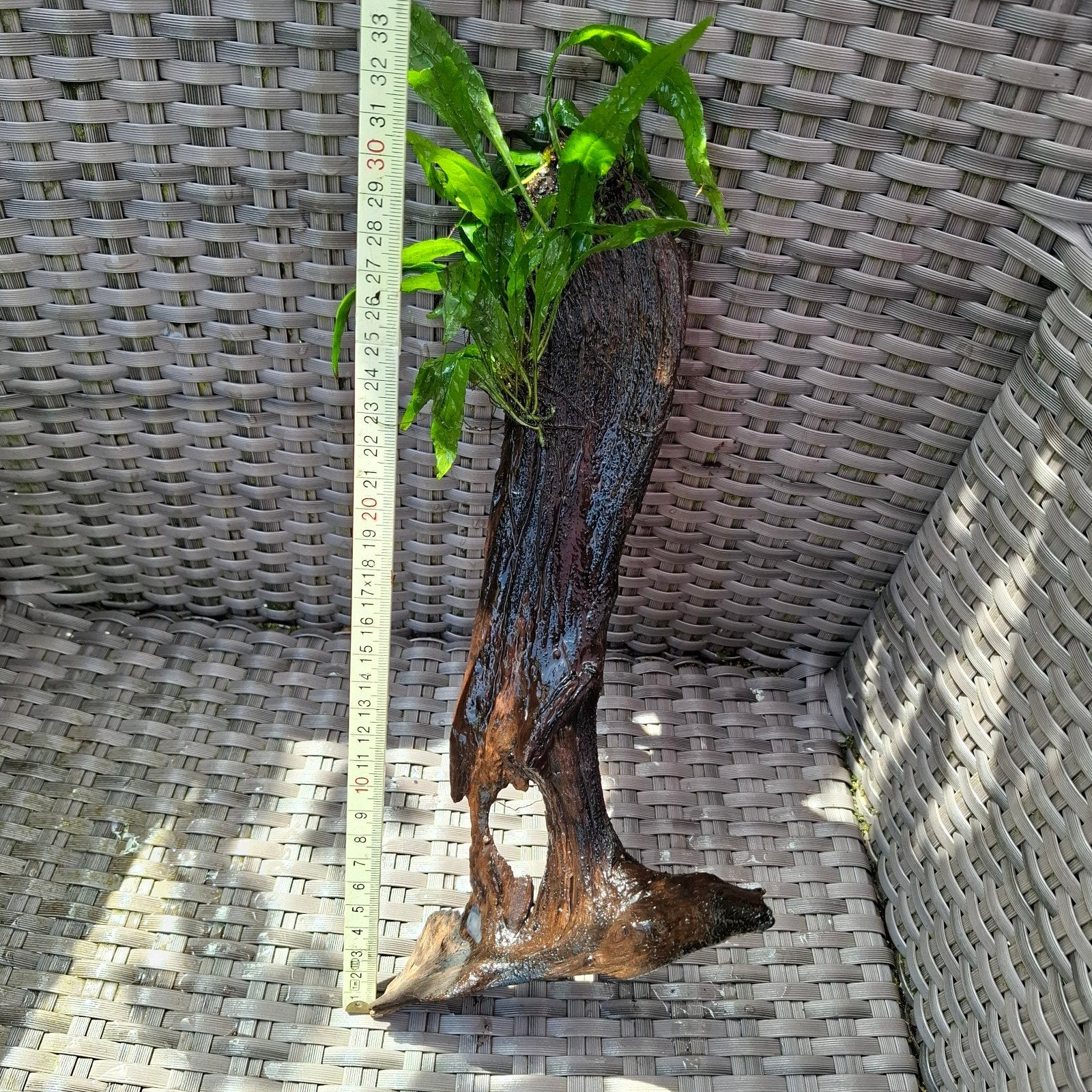 Javavaren op hout, Dieren en Toebehoren, Vissen | Aquaria en Toebehoren, Ophalen, Plant(en), Steen of Hout