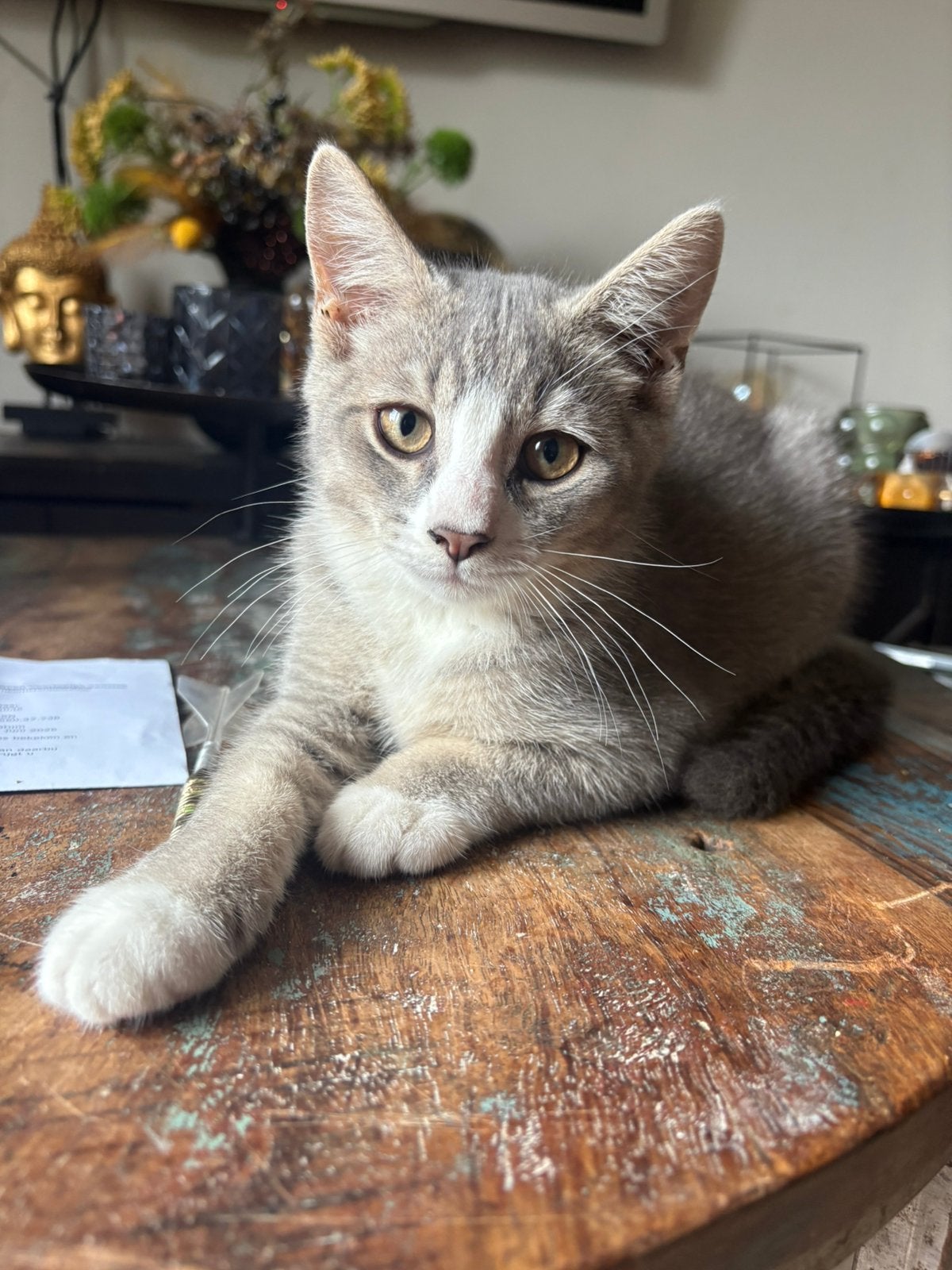 2 superlieve semi britse/europese korthaar kittens, Dieren en Toebehoren, 0 tot 2 jaar