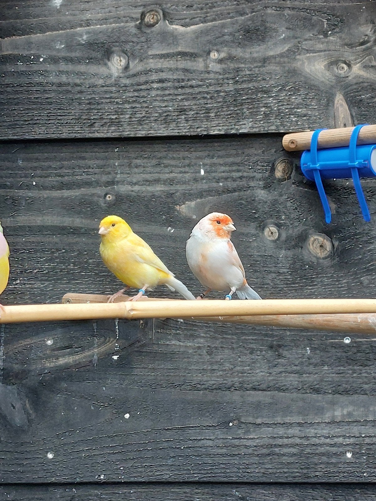 Kanarie Geel Koppel, Meerdere dieren, Kleurkanarie