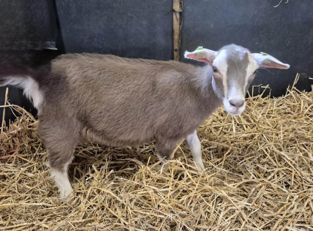 Cae en CL vrij Jonge toggenburger geit, Dieren en Toebehoren, Schapen, Geiten en Varkens, Vrouwelijk, Geit, 0 tot 2 jaar