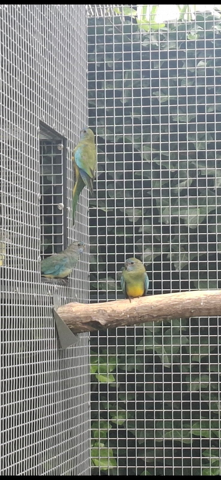 Splendid parkieten, Dieren en Toebehoren, Meerdere dieren, Parkiet, Geringd