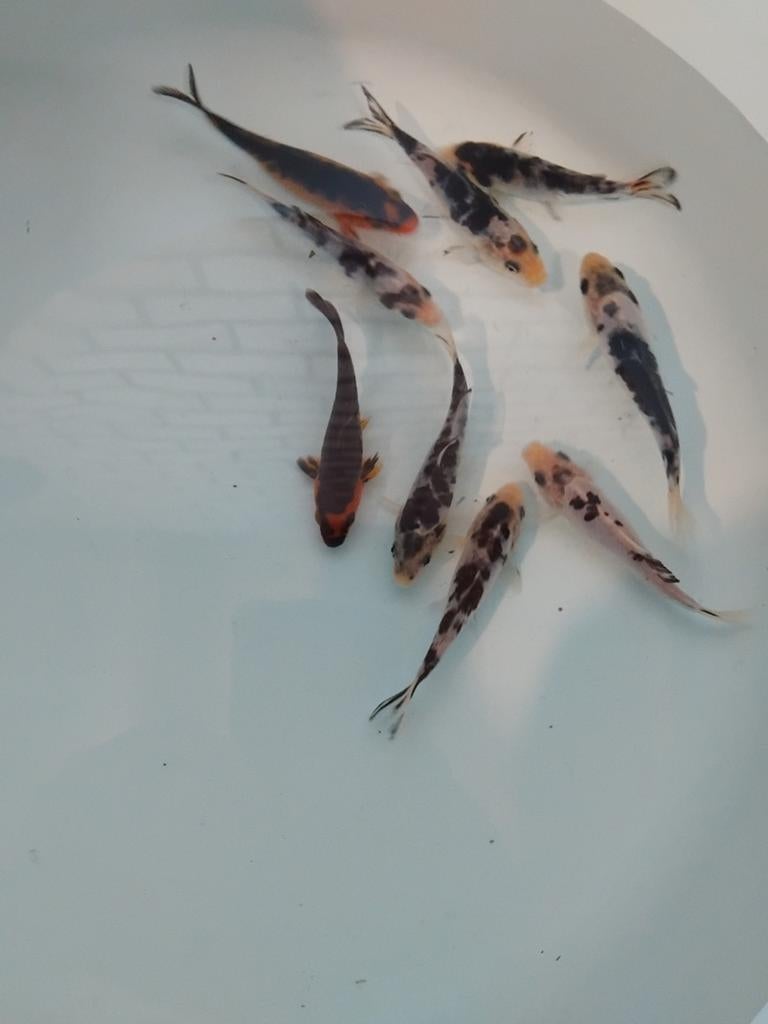 Baby koi aanbieding, Karper of Koi