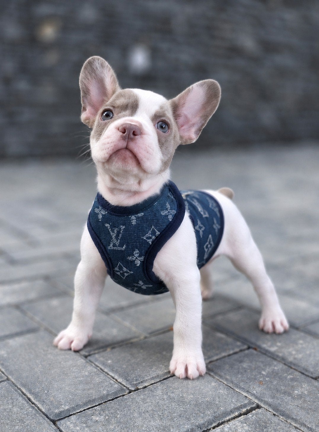 🥰 Prachtige raszuivere isabella kleur Franse Bulldog pups🥰, Dieren en Toebehoren, CDV (hondenziekte), 8 tot 15 weken, Bulldog