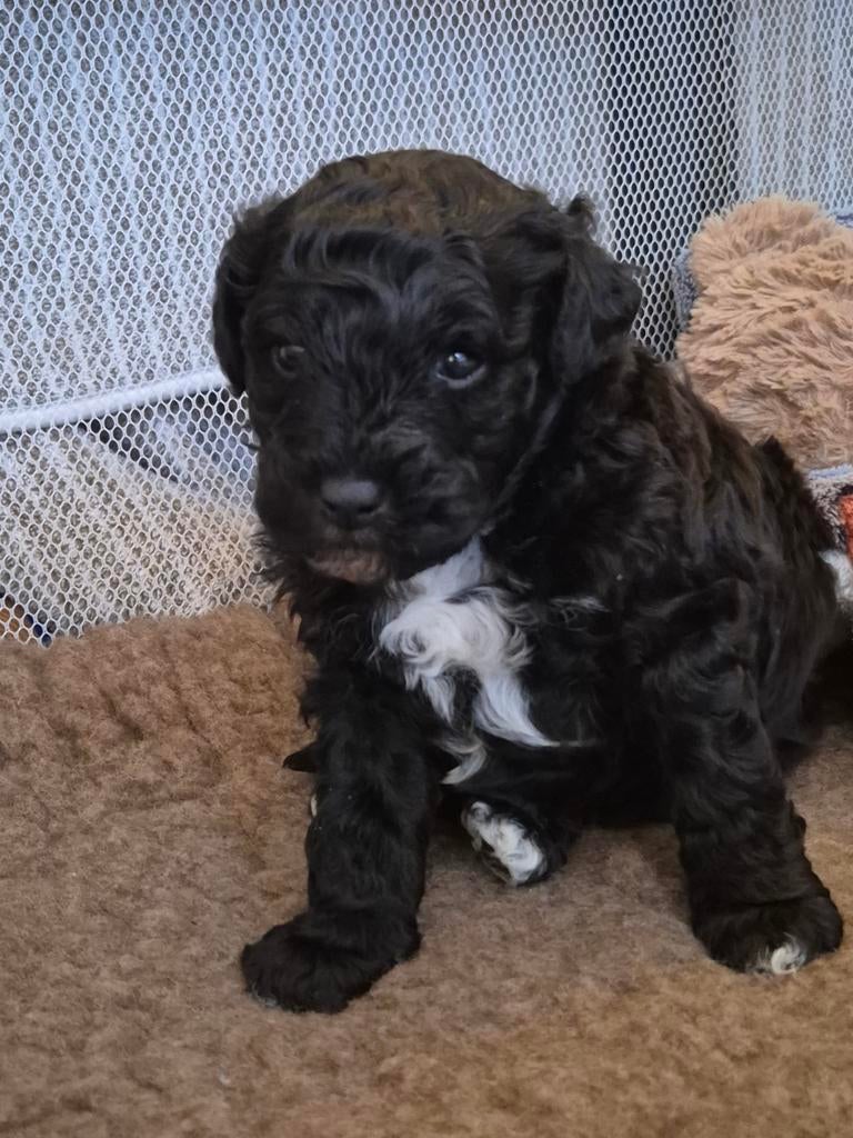 BOOMPOO REUTJE, Dieren en Toebehoren, Reu, 8 tot 15 weken, Eén hond, Klein