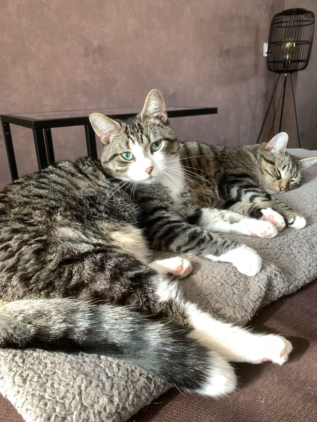 2 lieve katten (broer en zus) van 6 jaar, Meerdere dieren